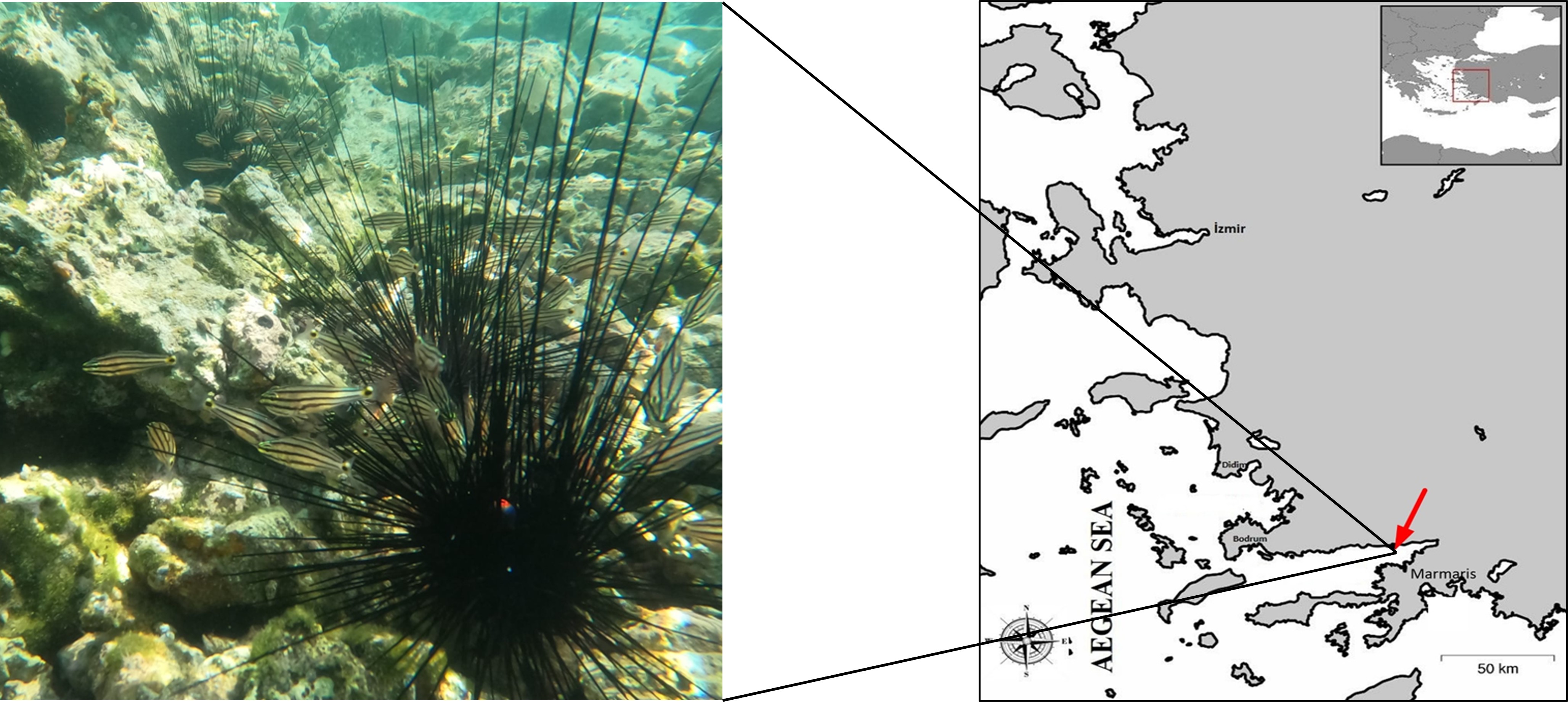 Sample of an image from paper